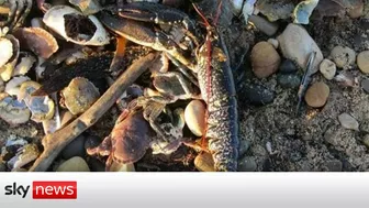 Why is dead marine life washing up on Teesside beaches?