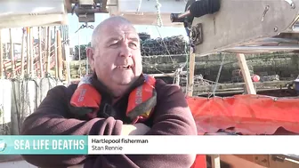 Why is dead marine life washing up on Teesside beaches?