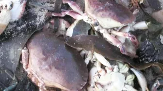 Why is dead marine life washing up on Teesside beaches?