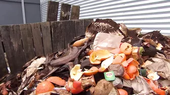 Winnipeg's waste stream is 44% food, but citywide composting could cut its climate impact: report