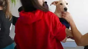 Yoga with pooches takes downward dog to a whole new level