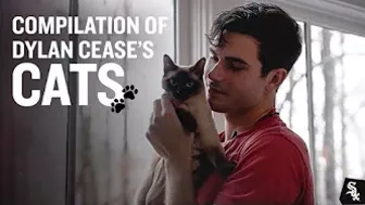 Compilation of Dylan Cease Cats (2023)