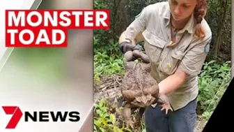 Monster 2.7kg cane toad dubbed 'Toadzilla' found near Airlie Beach in Queensland | 7NEWS