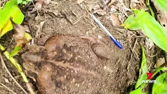 Monster 2.7kg cane toad dubbed 'Toadzilla' found near Airlie Beach in Queensland | 7NEWS