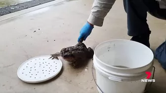 Monster 2.7kg cane toad dubbed 'Toadzilla' found near Airlie Beach in Queensland | 7NEWS