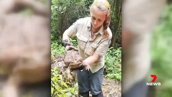 Monster 2.7kg cane toad dubbed 'Toadzilla' found near Airlie Beach in Queensland | 7NEWS