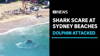 Beaches closed after shark fatally mauls dolphin in Sydney | ABC News