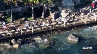 Beaches closed after shark fatally mauls dolphin in Sydney | ABC News