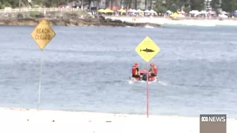 Beaches closed after shark fatally mauls dolphin in Sydney | ABC News