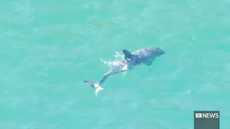 Beaches closed after shark fatally mauls dolphin in Sydney | ABC News