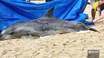 Beaches closed after shark fatally mauls dolphin in Sydney | ABC News