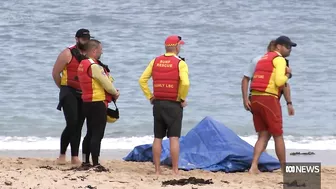 Beaches closed after shark fatally mauls dolphin in Sydney | ABC News