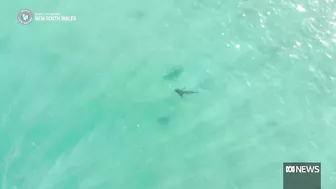 Beaches closed after shark fatally mauls dolphin in Sydney | ABC News