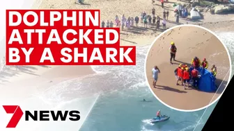 Dolphin attacked by a shark at Manly’s Shelly Beach | 7NEWS