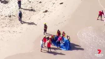 Dolphin attacked by a shark at Manly’s Shelly Beach | 7NEWS