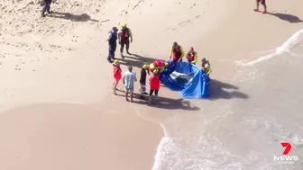 Dolphin attacked by a shark at Manly’s Shelly Beach | 7NEWS