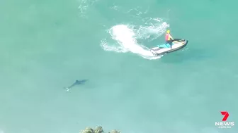 Dolphin attacked by a shark at Manly’s Shelly Beach | 7NEWS