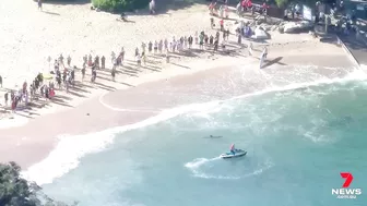 Dolphin attacked by a shark at Manly’s Shelly Beach | 7NEWS