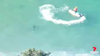 Dolphin attacked by a shark at Manly’s Shelly Beach | 7NEWS