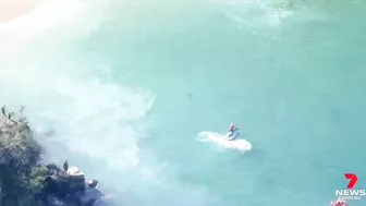 Dolphin attacked by a shark at Manly’s Shelly Beach | 7NEWS