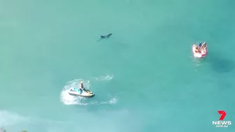 Dolphin attacked by a shark at Manly’s Shelly Beach | 7NEWS