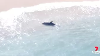 Dolphin attacked by a shark at Manly’s Shelly Beach | 7NEWS