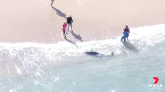 Dolphin attacked by a shark at Manly’s Shelly Beach | 7NEWS