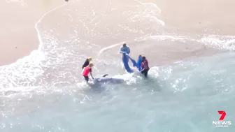 Dolphin attacked by a shark at Manly’s Shelly Beach | 7NEWS