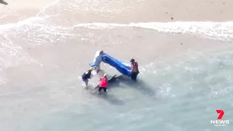 Dolphin attacked by a shark at Manly’s Shelly Beach | 7NEWS