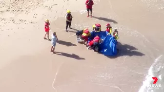 Dolphin attacked by a shark at Manly’s Shelly Beach | 7NEWS