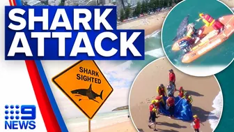 Dolphin fatally attacked by shark at Sydney's Manly Beach | 9 News Australia