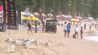 Dolphin fatally attacked by shark at Sydney's Manly Beach | 9 News Australia