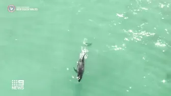 Dolphin fatally attacked by shark at Sydney's Manly Beach | 9 News Australia