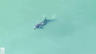 Dolphin fatally attacked by shark at Sydney's Manly Beach | 9 News Australia