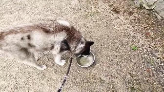 Husky Loves To Travel and Find New Friends