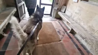 Husky Loves To Travel and Find New Friends