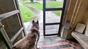 Husky Loves To Travel and Find New Friends