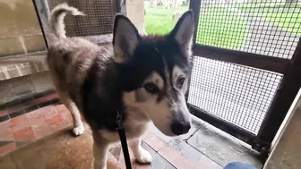 Husky Loves To Travel and Find New Friends