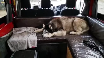 Husky Loves To Travel and Find New Friends