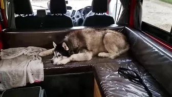 Husky Loves To Travel and Find New Friends