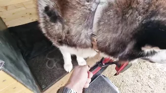 Husky Loves To Travel and Find New Friends