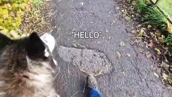 Husky Loves To Travel and Find New Friends