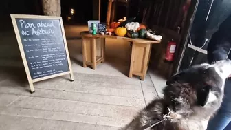 Husky Loves To Travel and Find New Friends