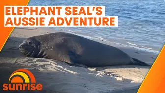 Elephant seal's epic adventure from Antarctica to Australian beach | Sunrise