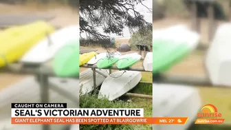 Elephant seal's epic adventure from Antarctica to Australian beach | Sunrise