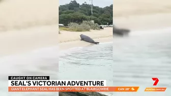 Elephant seal's epic adventure from Antarctica to Australian beach | Sunrise