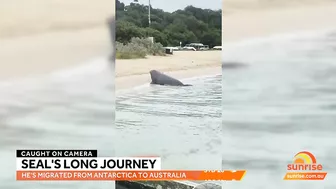 Elephant seal's epic adventure from Antarctica to Australian beach | Sunrise