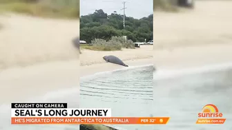 Elephant seal's epic adventure from Antarctica to Australian beach | Sunrise