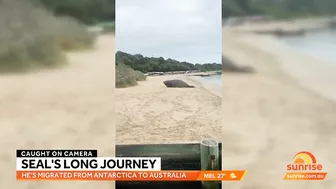 Elephant seal's epic adventure from Antarctica to Australian beach | Sunrise