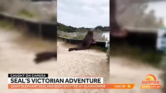 Elephant seal's epic adventure from Antarctica to Australian beach | Sunrise